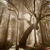 Thrill Pill від Дерево (feat. Тима Белорусских)