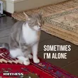 The Kiffness від Sometimes I'm Alone (Lonely Cat)